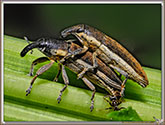 Lixus